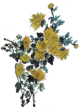 国画菊花
