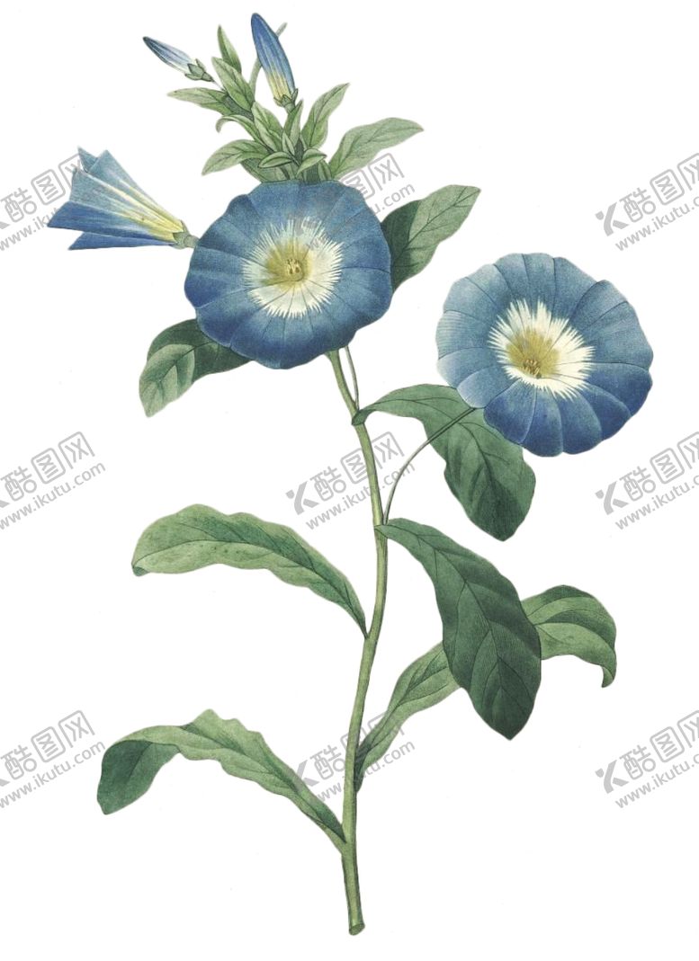 编号：44974309210537016161【酷图网】源文件下载-复古花