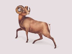 野生动物插图