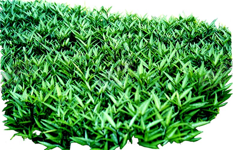 编号：49314010301148196254【酷图网】源文件下载-绿色植物