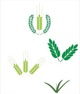麦穗麦粒