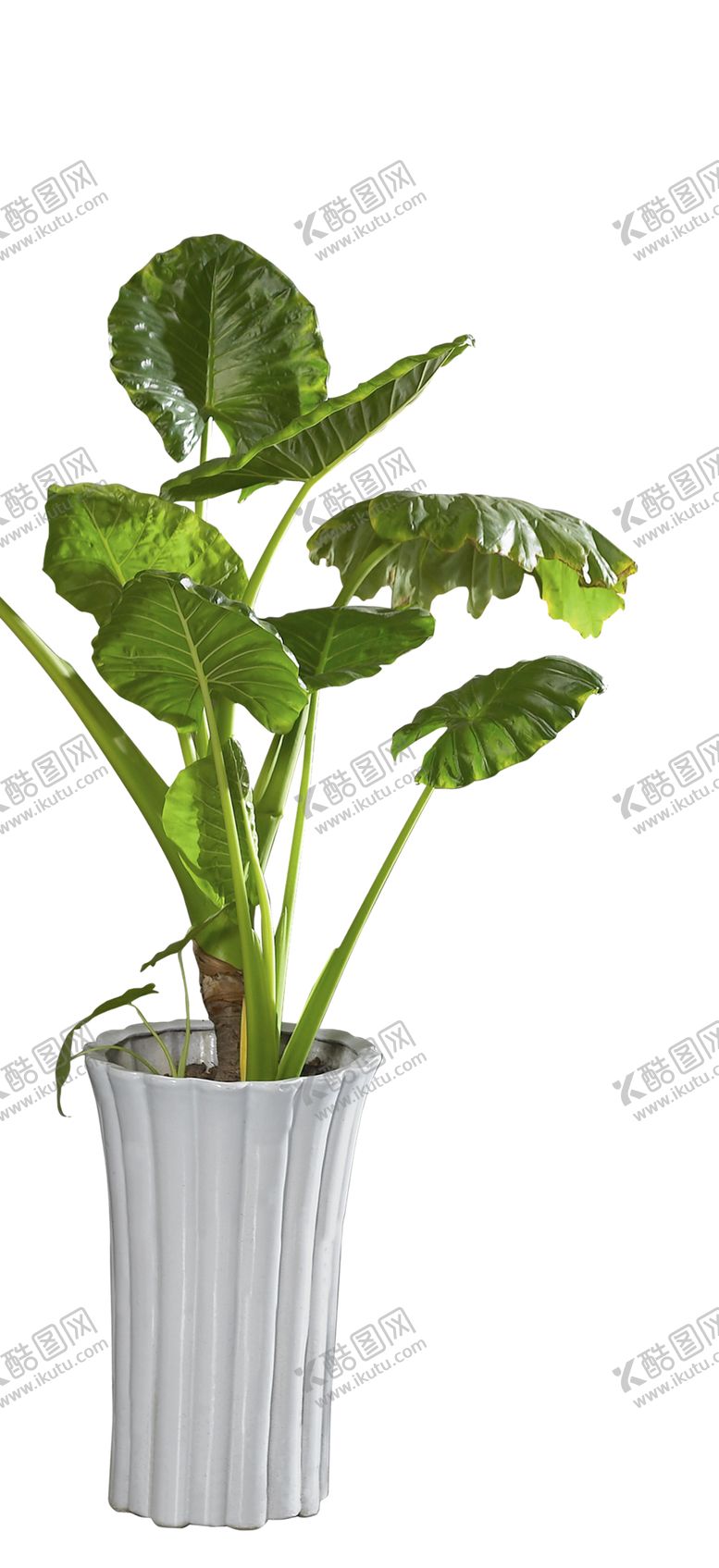 编号：31610409260000383308【酷图网】源文件下载-绿色植物