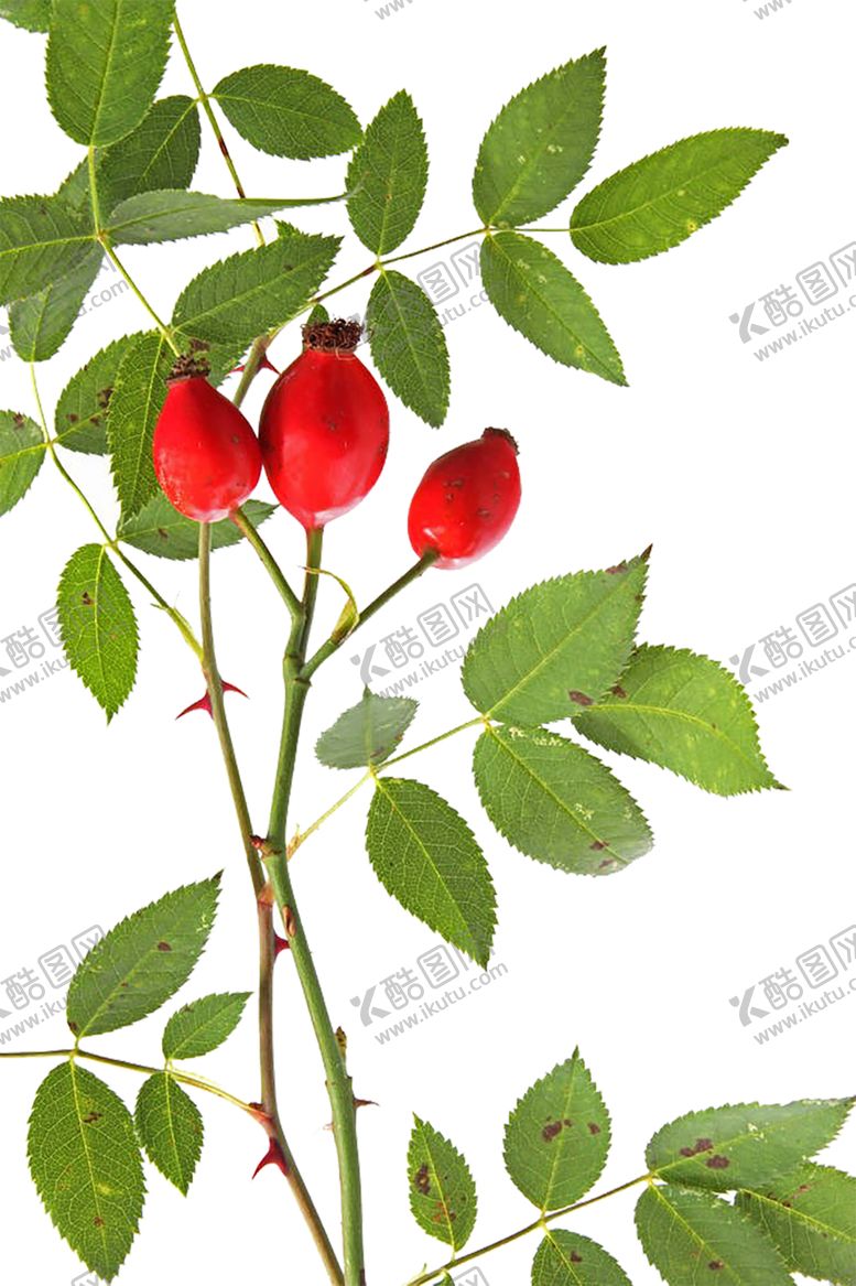 编号：86535509210730324044【酷图网】源文件下载-绿色装饰