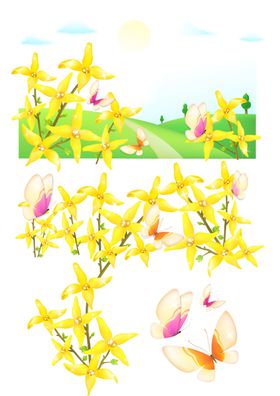鲜花素材朵矢车菊彩色朵