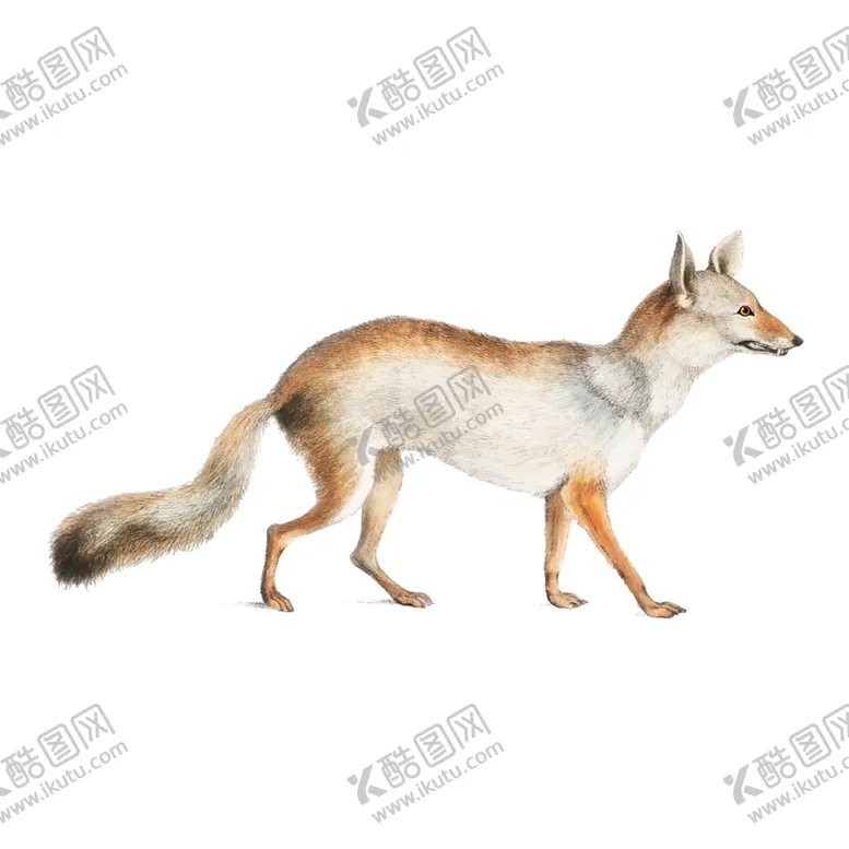 编号：38301405010103229333【酷图网】源文件下载-野生动物插图