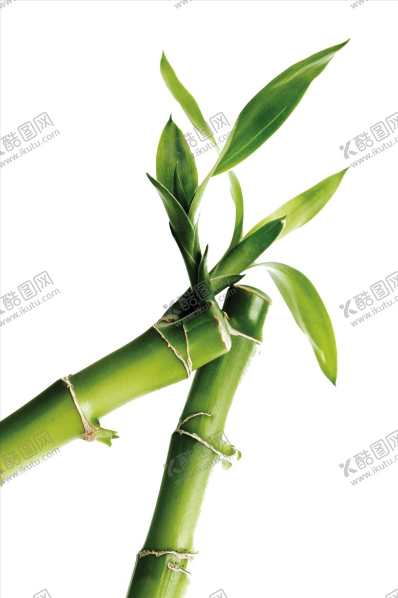 编号：45621306180626067794【酷图网】源文件下载-水墨竹子