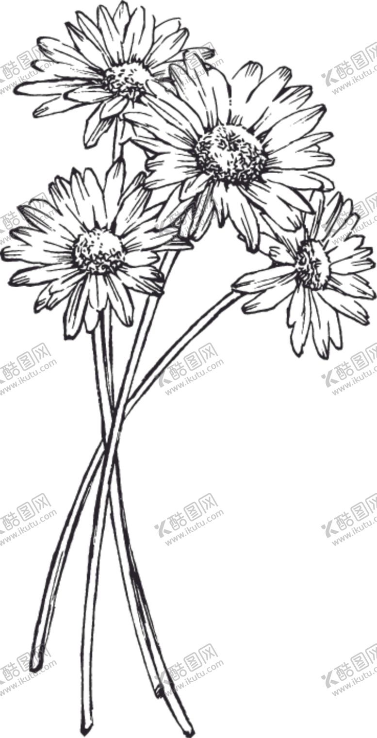 编号：72072410170217545737【酷图网】源文件下载-素描鲜花