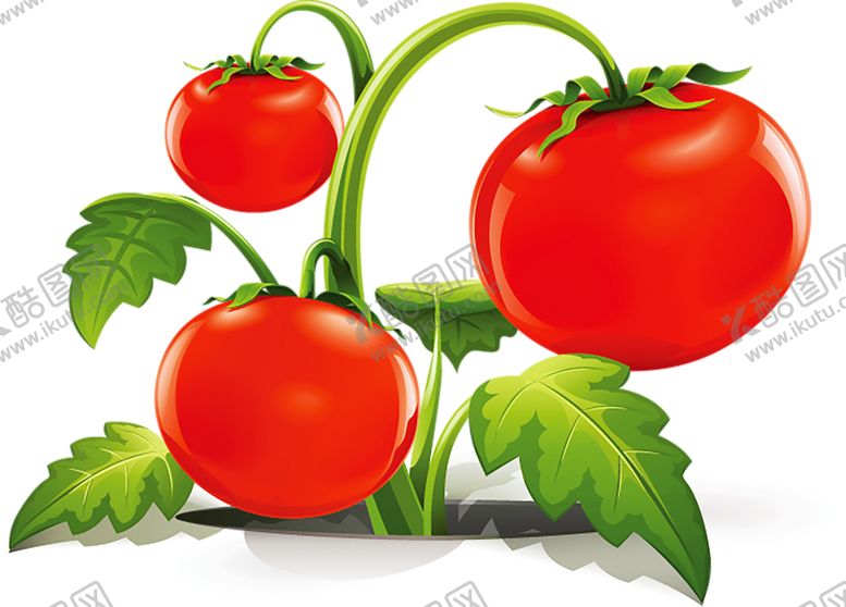 编号：27787209111306243474【酷图网】源文件下载-水果