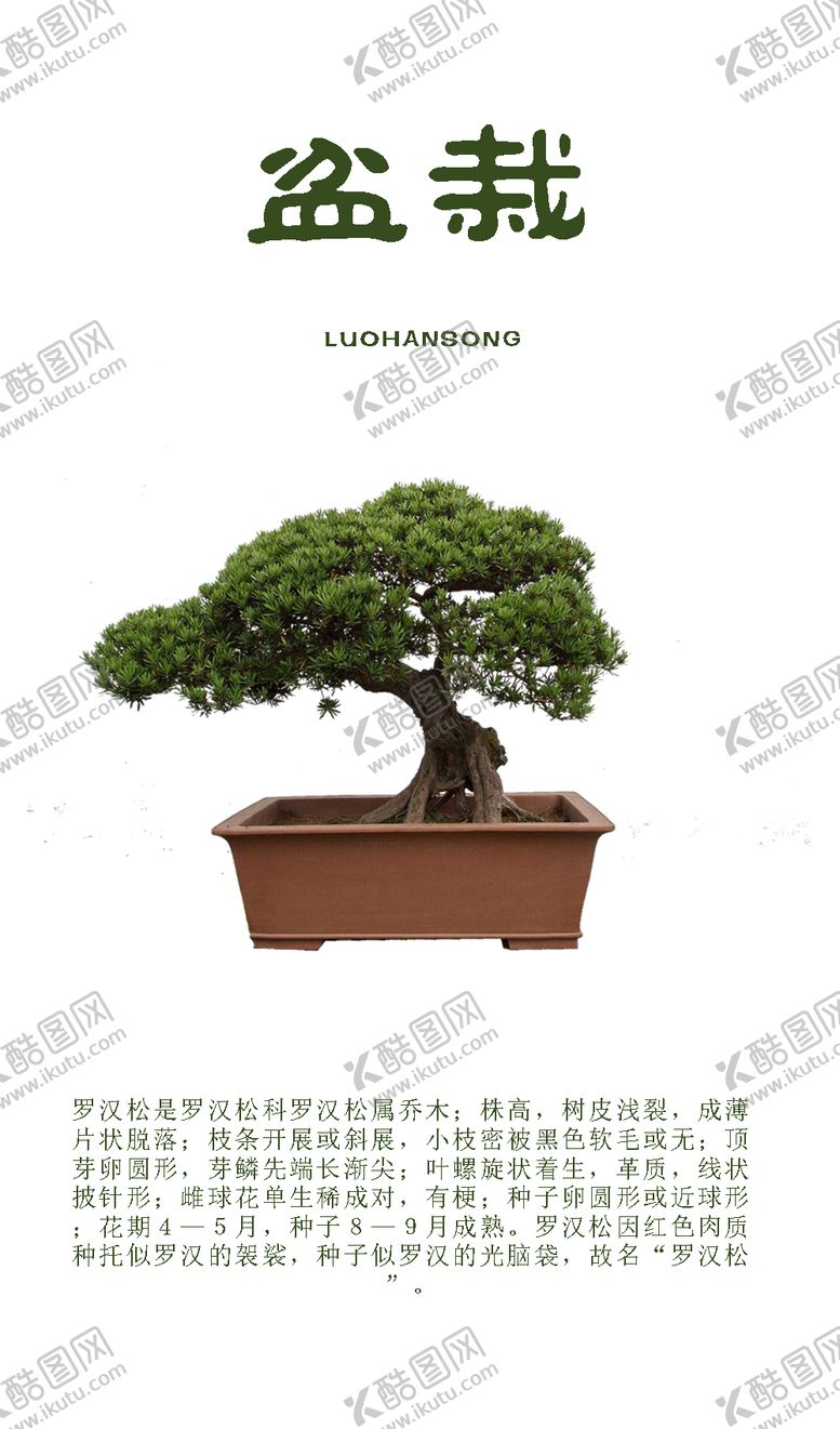 编号：28014301232110559920【酷图网】源文件下载-罗汉松