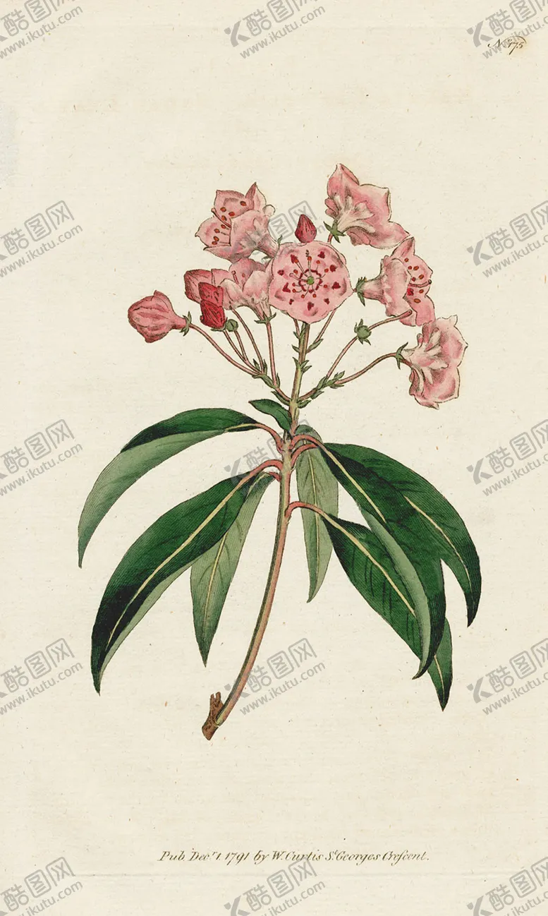 编号：75222605031457093413【酷图网】源文件下载-欧式复古色调花朵植物