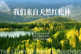 天然红松林的自然之美