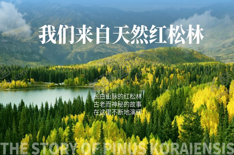 编号：17093506031142261983【酷图网】源文件下载-天然红松林的自然之美