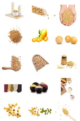 黄豆素材