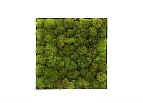 苔藓3d模型