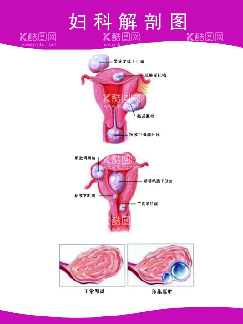 编号：25097212200557293521【酷图网】源文件下载-妇科解剖图