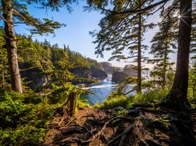 海岸线上的茂密树木摄影