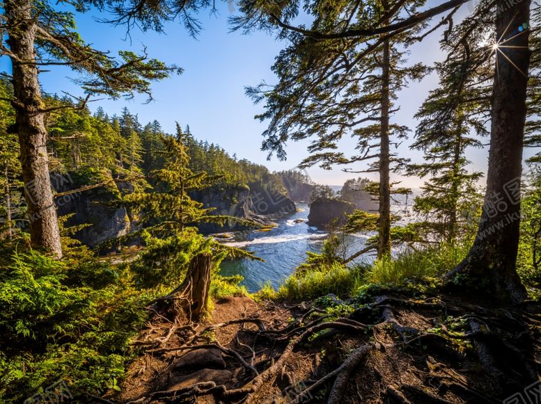 编号：80555404030400161355【酷图网】源文件下载-海岸线上的茂密树木摄影