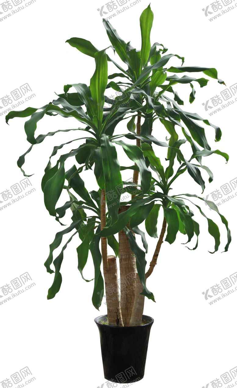 编号：87685310202100088232【酷图网】源文件下载-园林植物