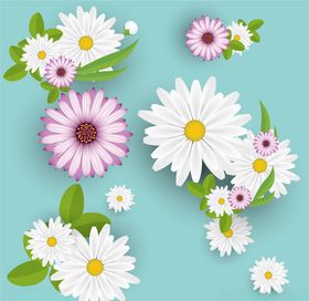 野菊花小雏菊Daisy鲜花花朵