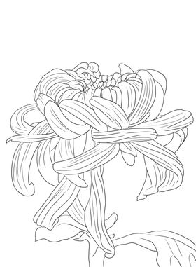 菊花