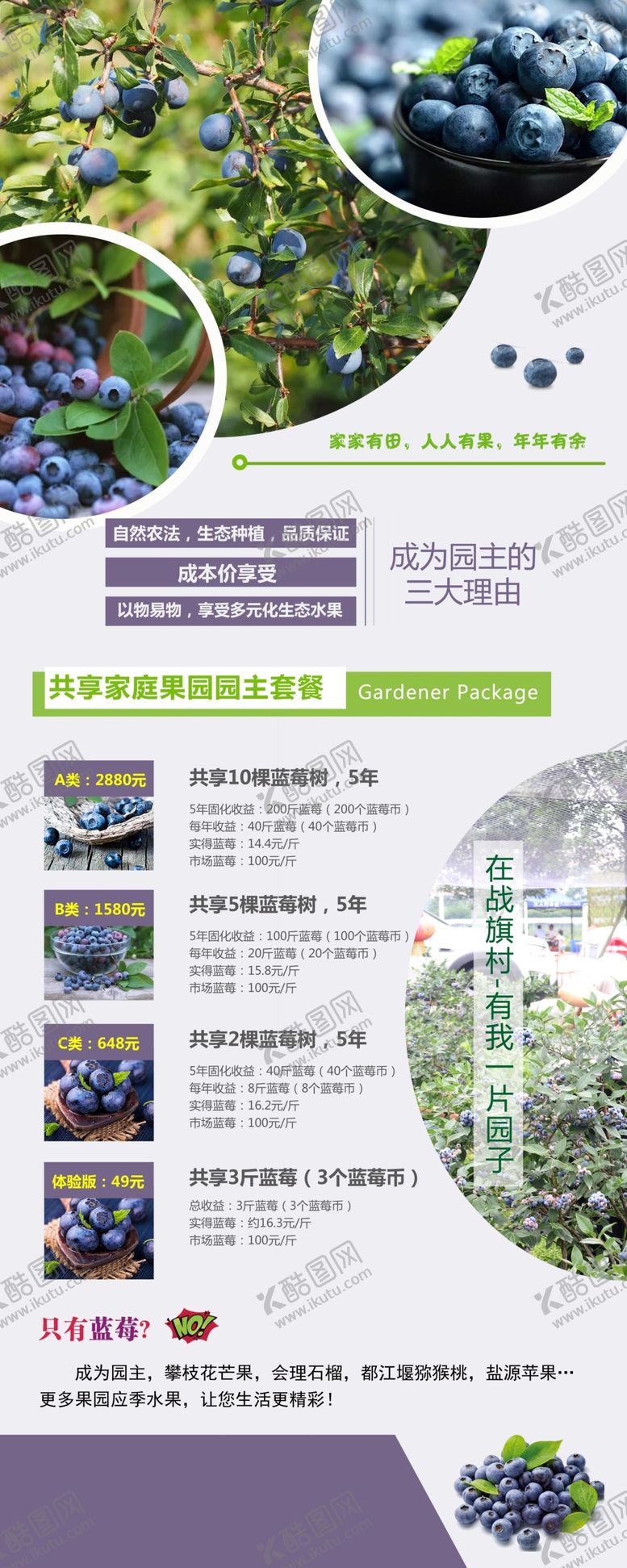 编号：13065407122320588700【酷图网】源文件下载-蓝莓展架