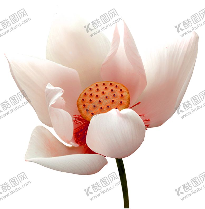 编号：74693105142304253269【酷图网】源文件下载-鲜花素材