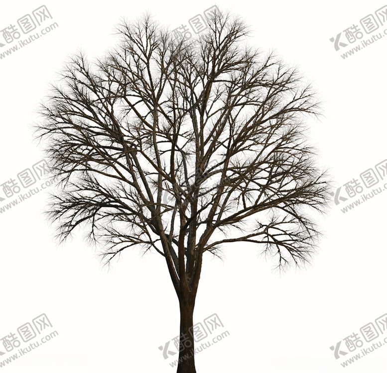 编号：68213609301829425264【酷图网】源文件下载-树林