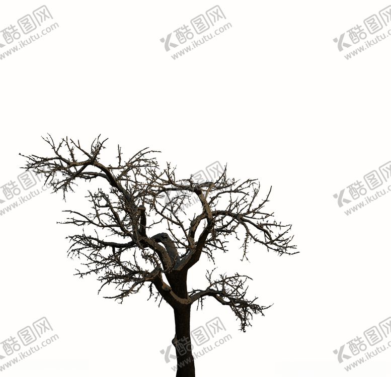 编号：32494410121350288084【酷图网】源文件下载-树木