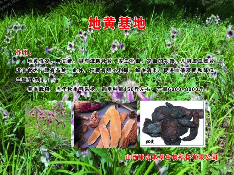 编号：18898210020415483511【酷图网】源文件下载-地黄