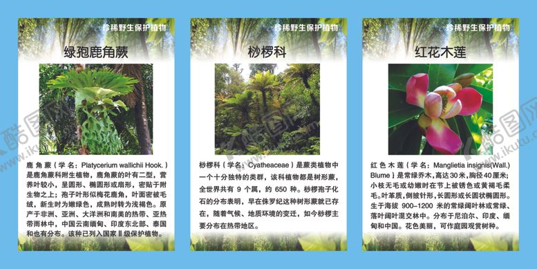 编号：32419307022324316725【酷图网】源文件下载-珍稀野生保护植物