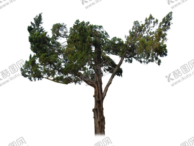 编号：99190309152032288807【酷图网】源文件下载-古树