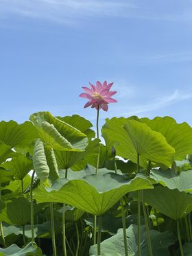 玉渊潭公园 荷花 荷叶