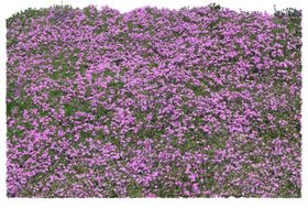 成片花