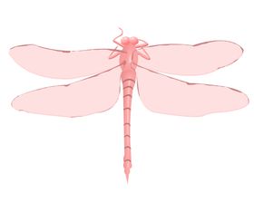 蜻蜓