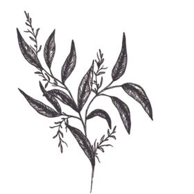 简笔绘画植物花朵图谱