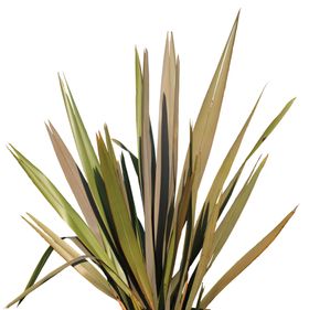 免扣叶类植物素材