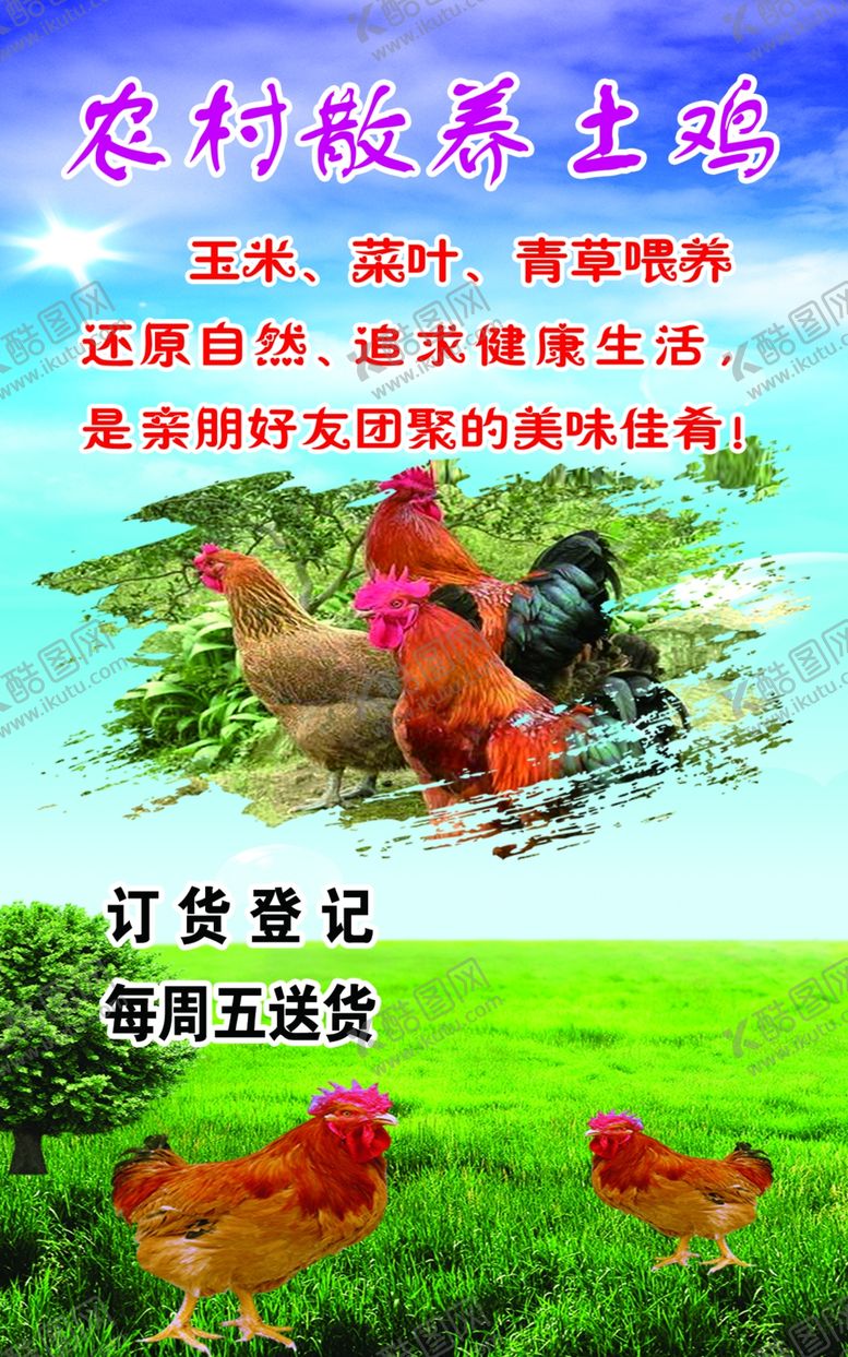编号：47076710211616317485【酷图网】源文件下载-农村土鸡