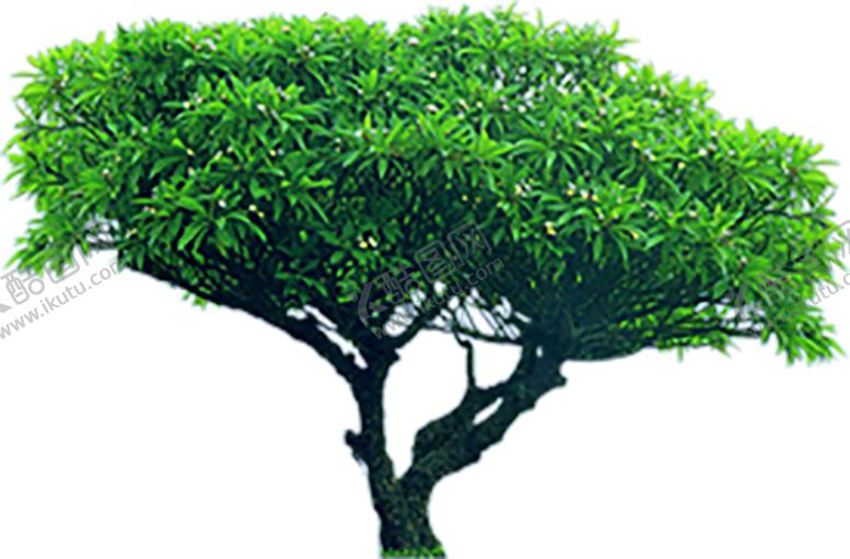 编号：13796109151316355139【酷图网】源文件下载-绿色植物