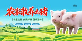 农家土猪