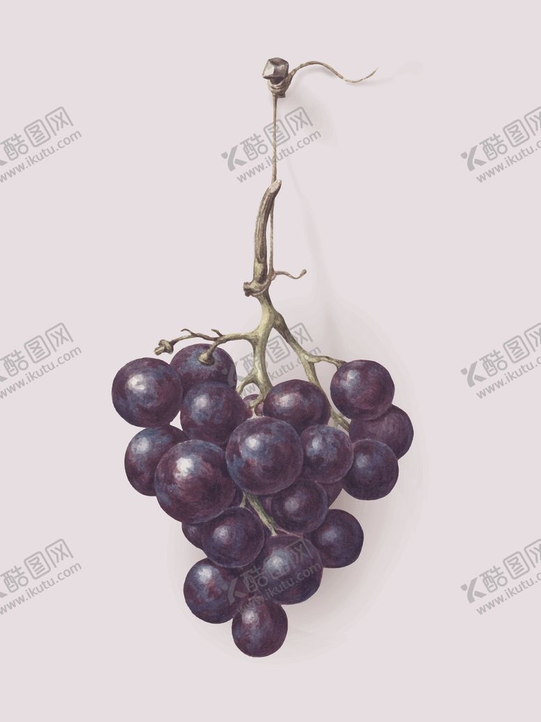 编号：51971209210609551304【酷图网】源文件下载-水果