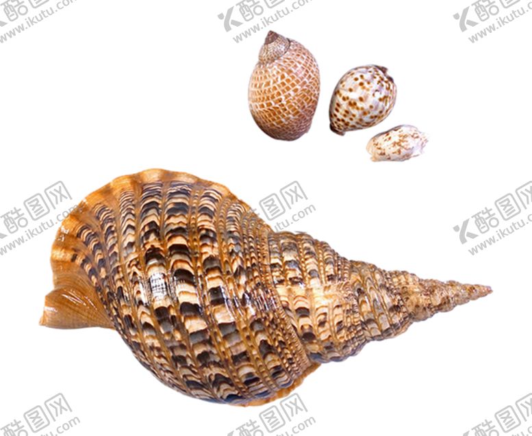 编号：31374109202000211576【酷图网】源文件下载-海螺