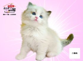 小可爱布偶猫  免扣图