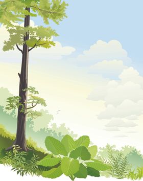 清新树林