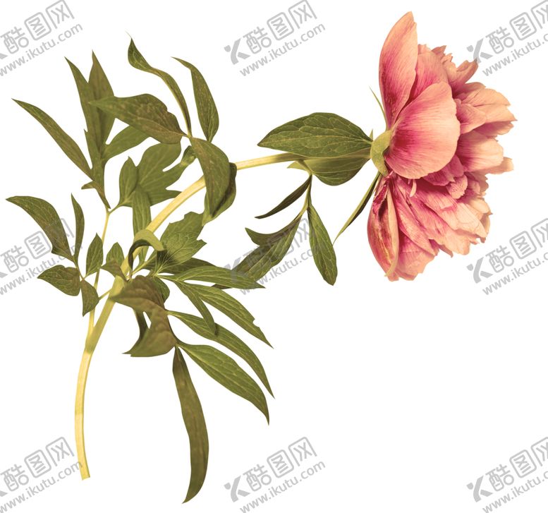 编号：92909010200524136723【酷图网】源文件下载-水彩绘画植物花朵