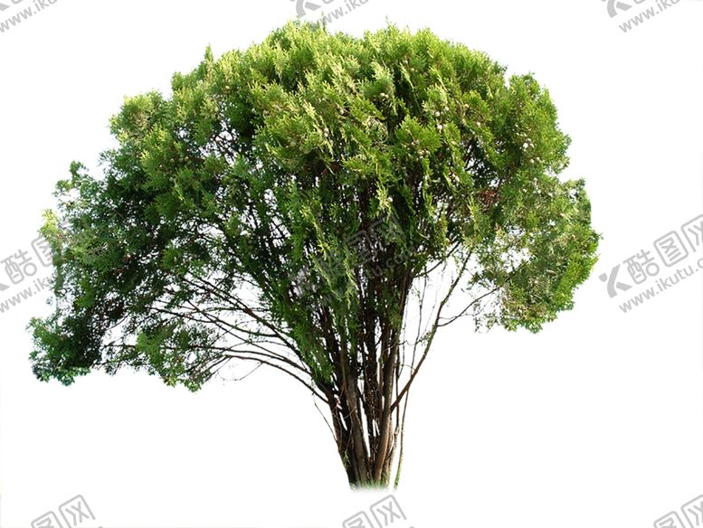 编号：13602110012110333156【酷图网】源文件下载-绿色植物