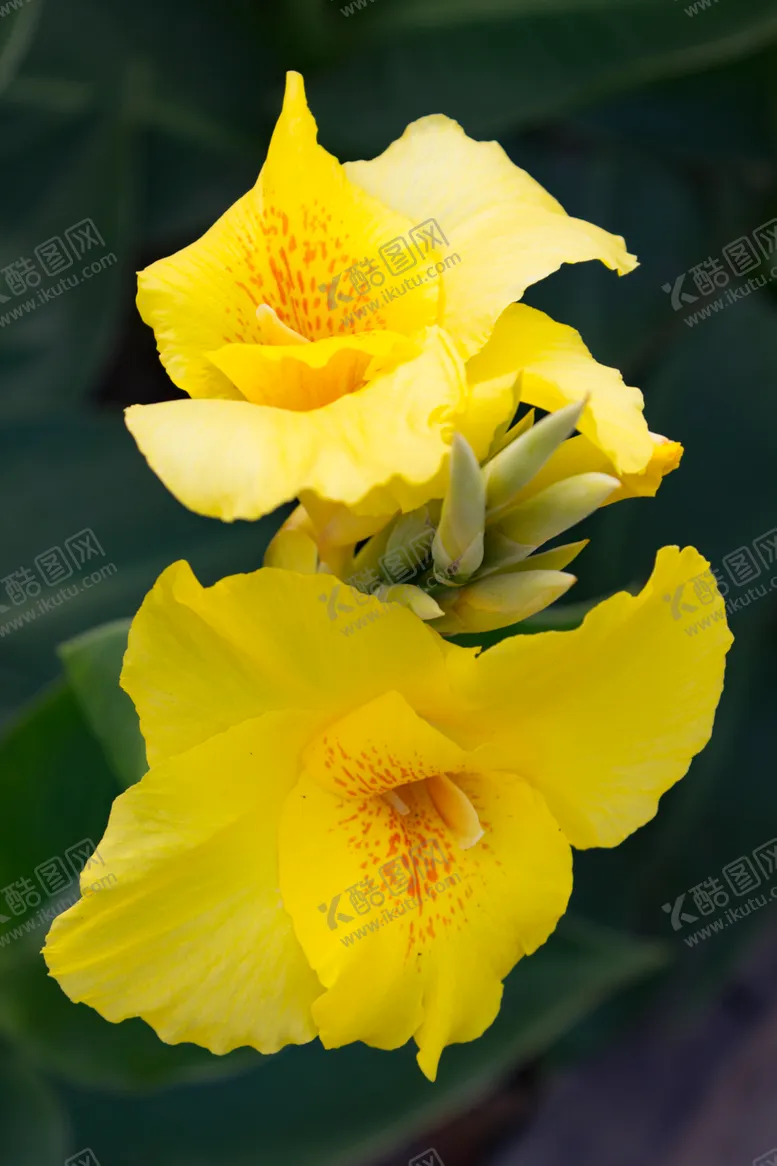 编号：26093106181948039602【酷图网】源文件下载-兰花美人蕉