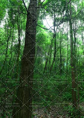 森林派对 背景板