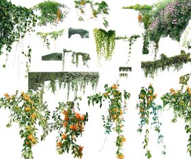 藤条植物