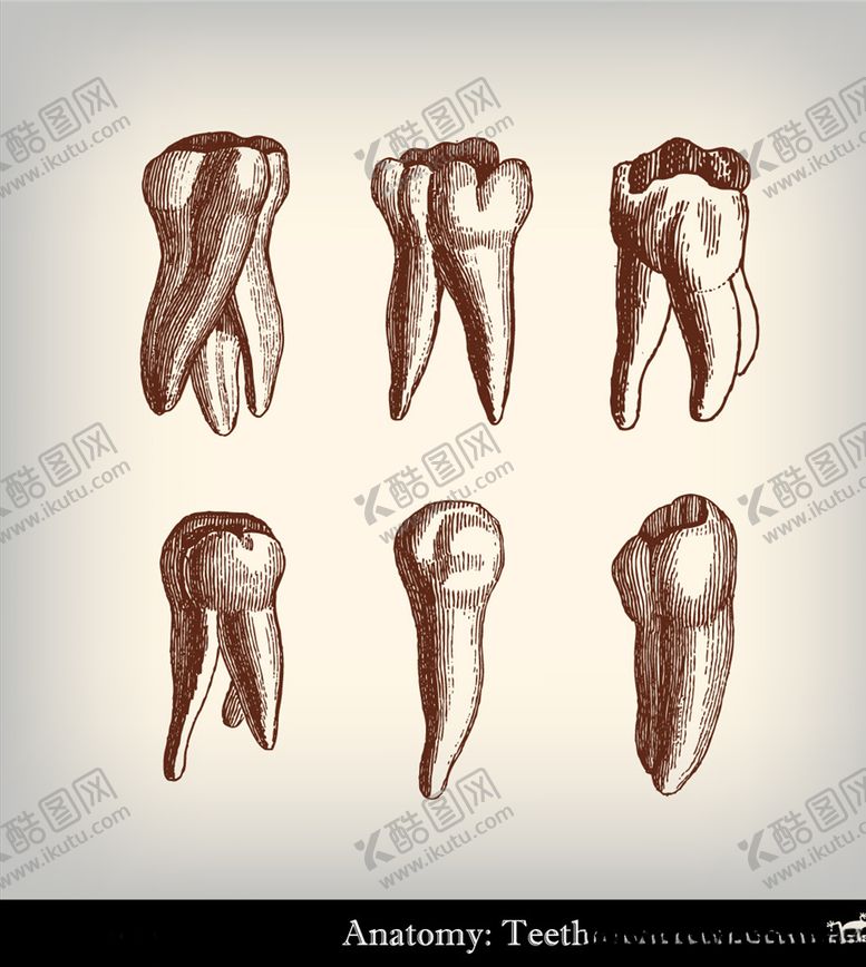 编号：45139609190235214302【酷图网】源文件下载-牙齿