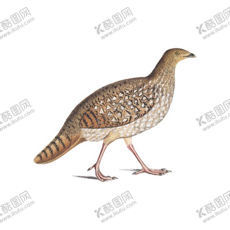 编号：78461304281619033402【酷图网】源文件下载-鸟类插画